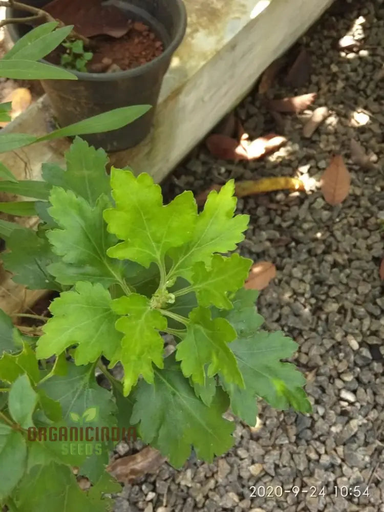 Dendranthema Indicum Seeds - Grow Beautiful Chrysanthemums For Your Garden