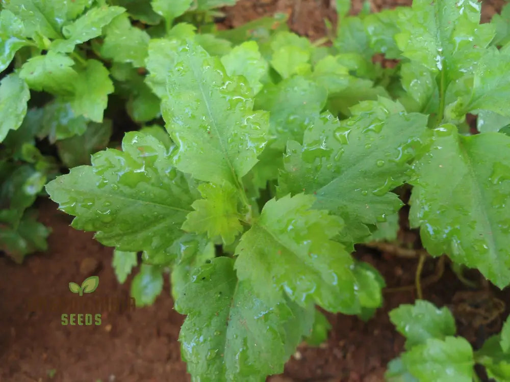 Dendranthema Indicum Seeds - Grow Beautiful Chrysanthemums For Your Garden