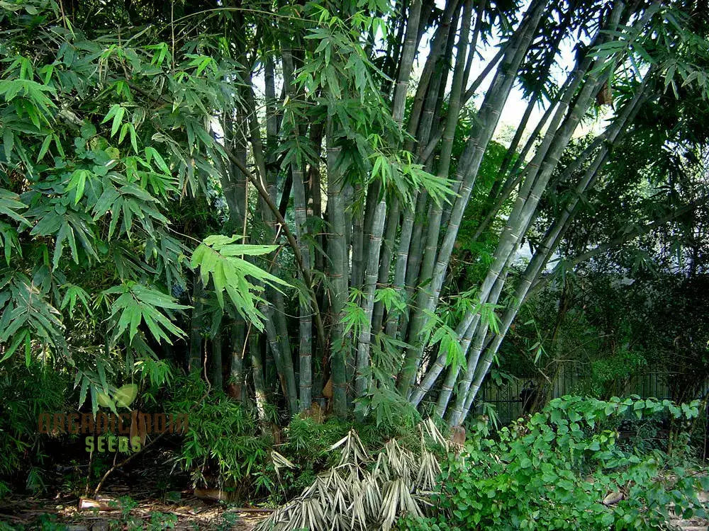 Dendrocalamus Strictus Planting Seeds Cultivate Your Own Bamboo Haven