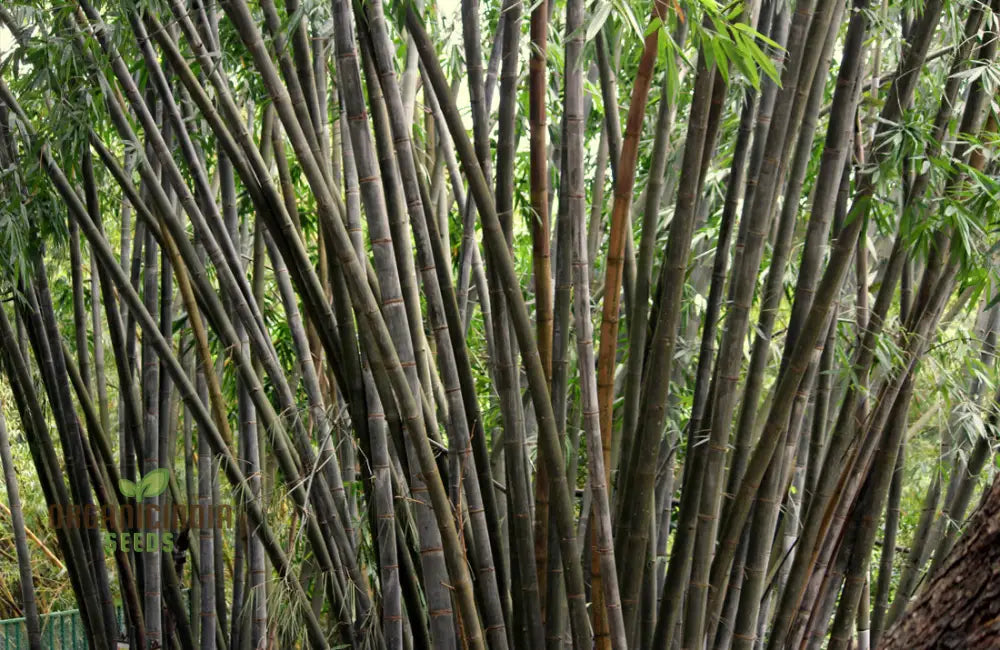 Dendrocalamus Strictus Planting Seeds Cultivate Your Own Bamboo Haven