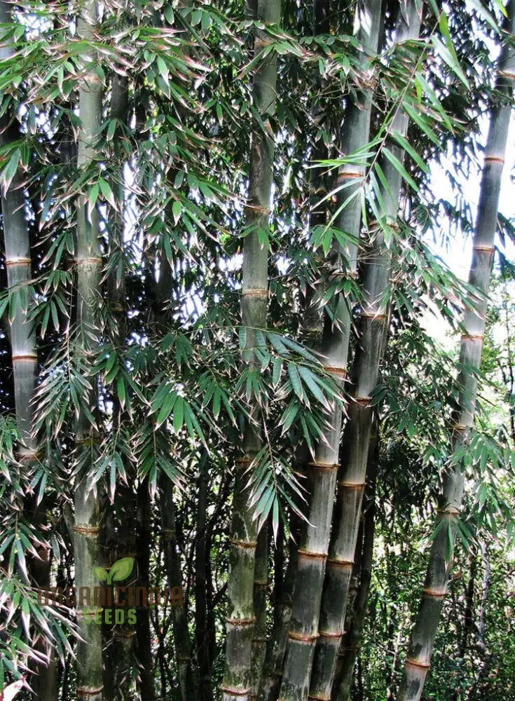 Dendrocalamus Strictus Planting Seeds Cultivate Your Own Bamboo Haven