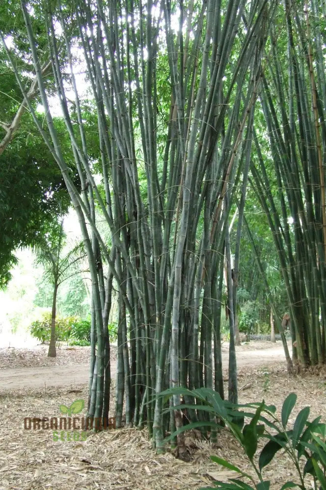 Dendrocalamus Strictus Planting Seeds Cultivate Your Own Bamboo Haven