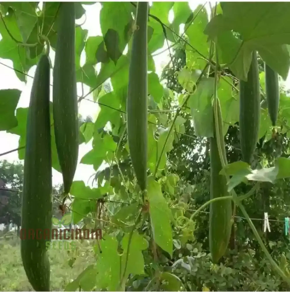 Desi Bunching Sweet Sponge Gourd Seeds - Premium Quality For Planting In Your Garden