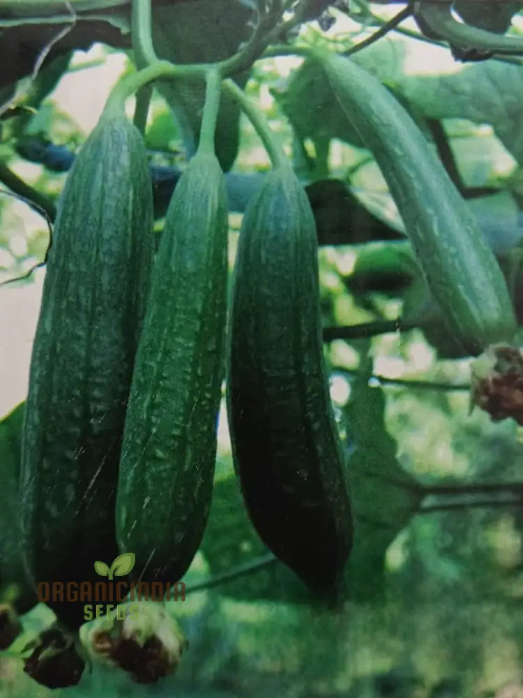 Desi Bunching Sweet Sponge Gourd Seeds - Premium Quality For Planting In Your Garden