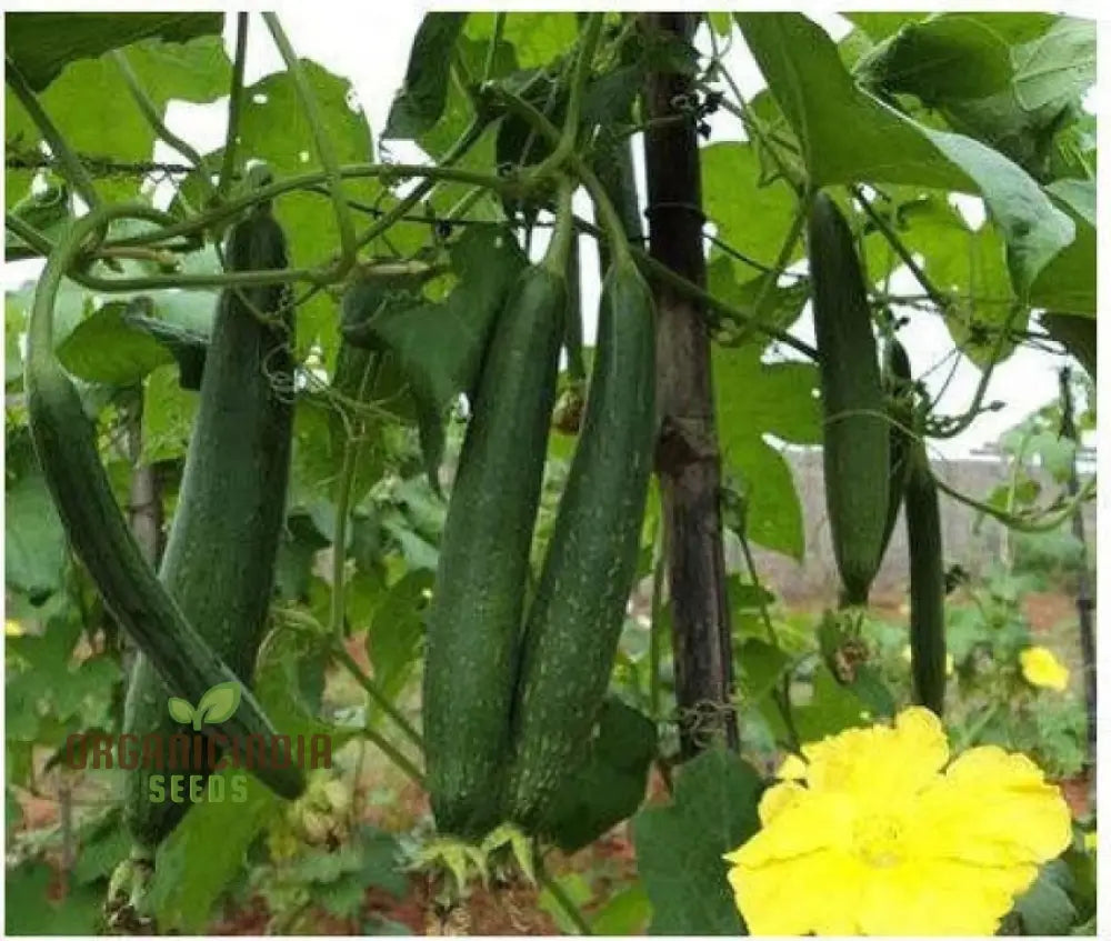 Desi Bunching Sweet Sponge Gourd Seeds - Premium Quality For Planting In Your Garden