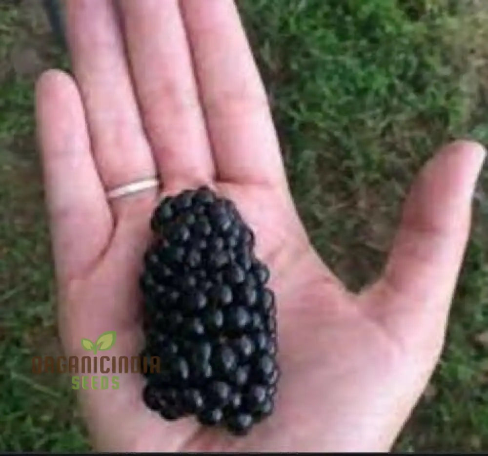 Dewberry Seeds For Sale 25Pcs Rubus Caesius Wild