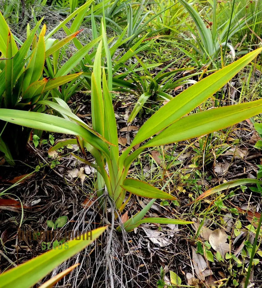 Dianella Ensifolia ’Madagascar’ Planting Seeds Enhance Your Garden With Exotic Beauty