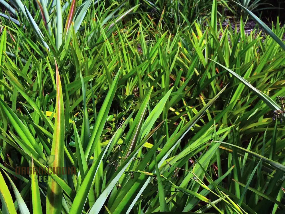 Dianella Ensifolia ’Madagascar’ Planting Seeds Enhance Your Garden With Exotic Beauty