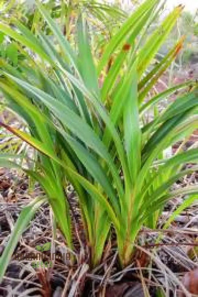 Dianella Ensifolia ’Madagascar’ Planting Seeds Enhance Your Garden With Exotic Beauty