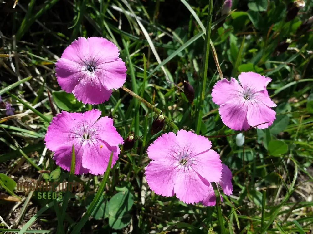 Dianthus Alpinus Flower Seeds For Planting Hardy And Colorful Blooms For Your Garden