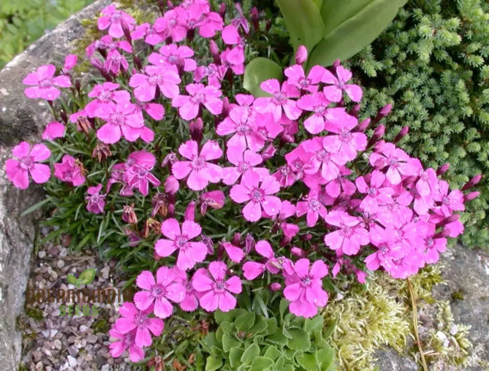 Dianthus Alpinus Flower Seeds For Planting Hardy And Colorful Blooms For Your Garden