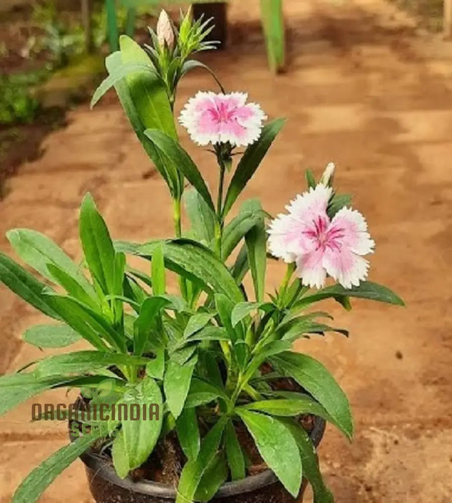 Dianthus Alpinus Flower Seeds For Planting Hardy And Colorful Blooms For Your Garden