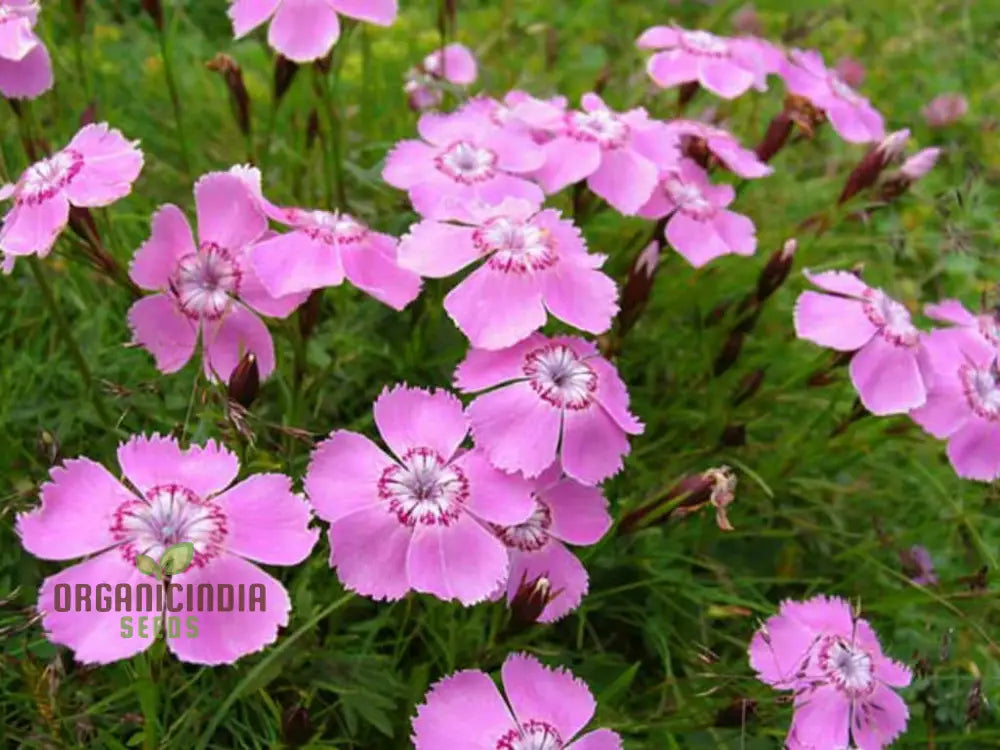 Dianthus Alpinus Flower Seeds For Planting Hardy And Colorful Blooms For Your Garden