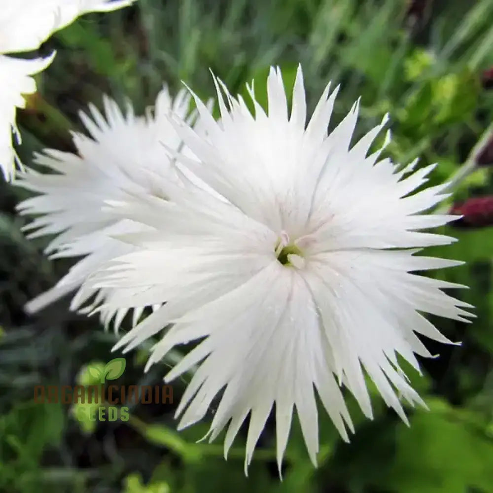 Dianthus Anatolicus Flower Seeds For Planting Add Charm To Your Garden With These Delicate Blooms