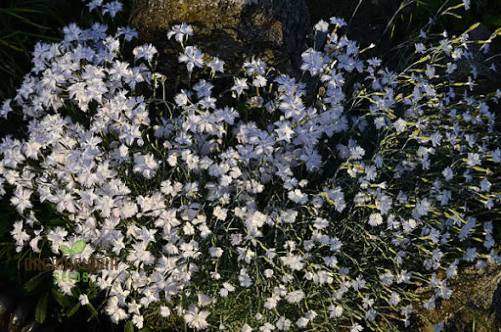 Dianthus Anatolicus Flower Seeds For Planting Add Charm To Your Garden With These Delicate Blooms