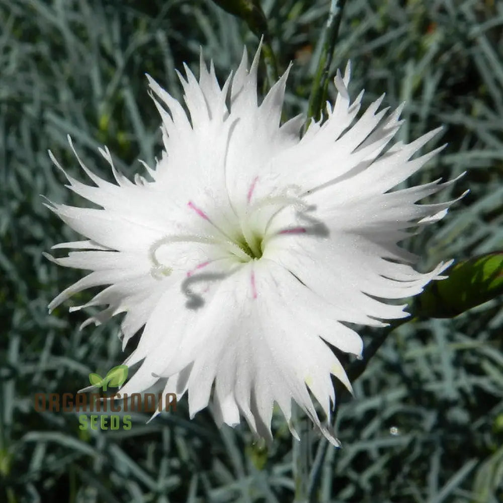 Dianthus Anatolicus Flower Seeds For Planting Add Charm To Your Garden With These Delicate Blooms