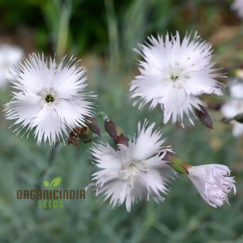 Dianthus Anatolicus Flower Seeds For Planting Add Charm To Your Garden With These Delicate Blooms