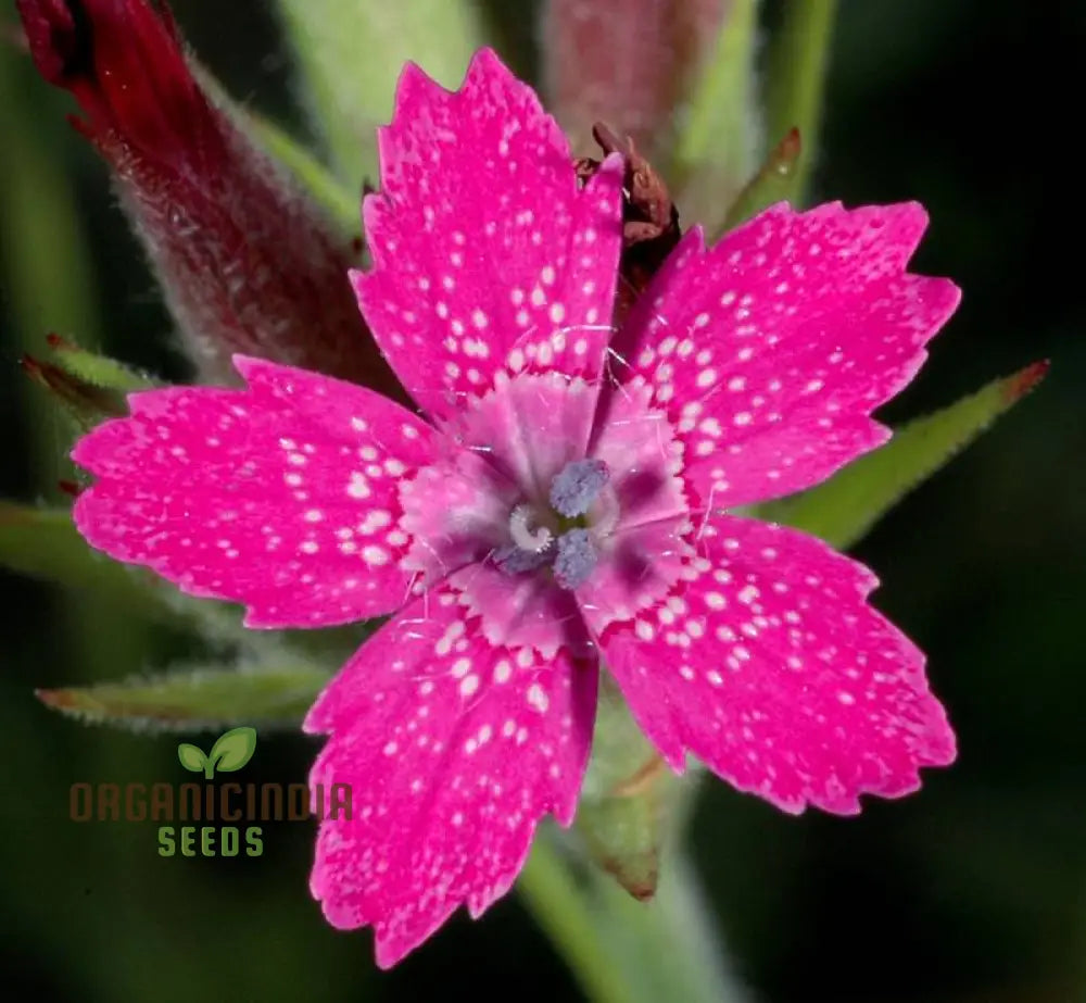 Dianthus Armeria Flower Seeds Brighten Your Garden With Hardy And Colorful Blooms