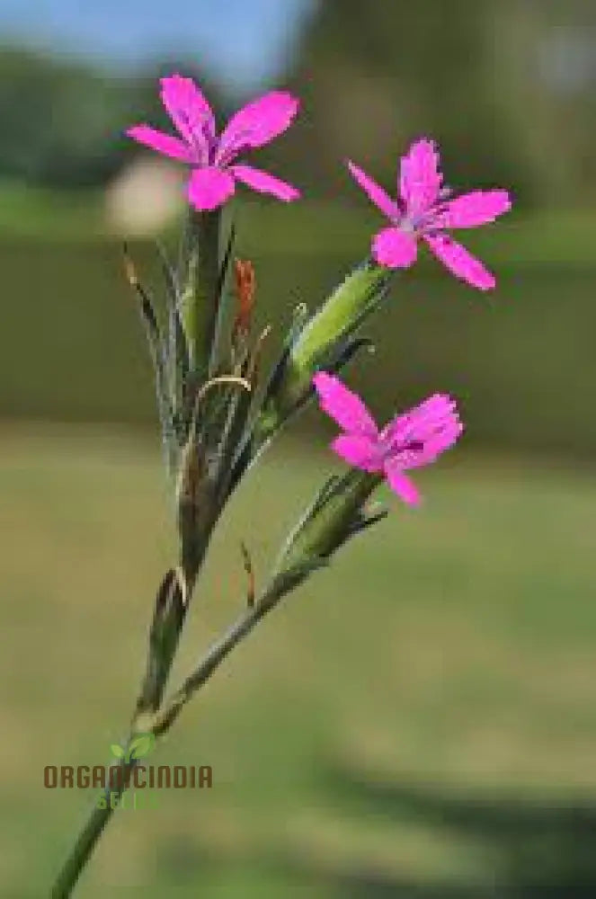 Dianthus Armeria Flower Seeds Brighten Your Garden With Hardy And Colorful Blooms