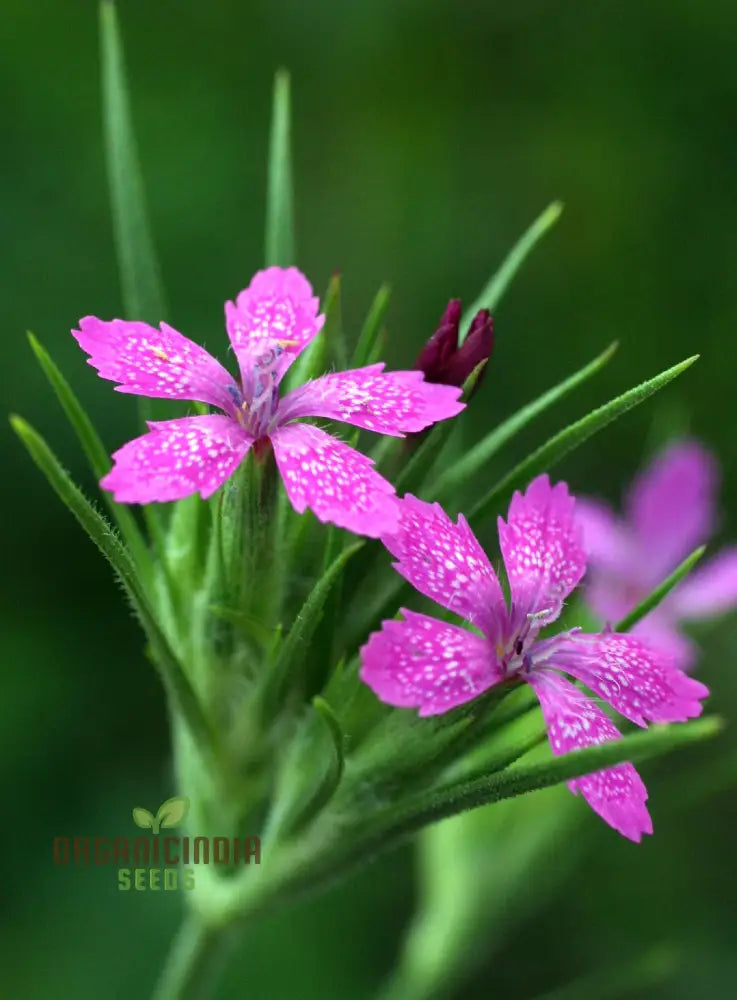 Dianthus Armeria Flower Seeds Brighten Your Garden With Hardy And Colorful Blooms