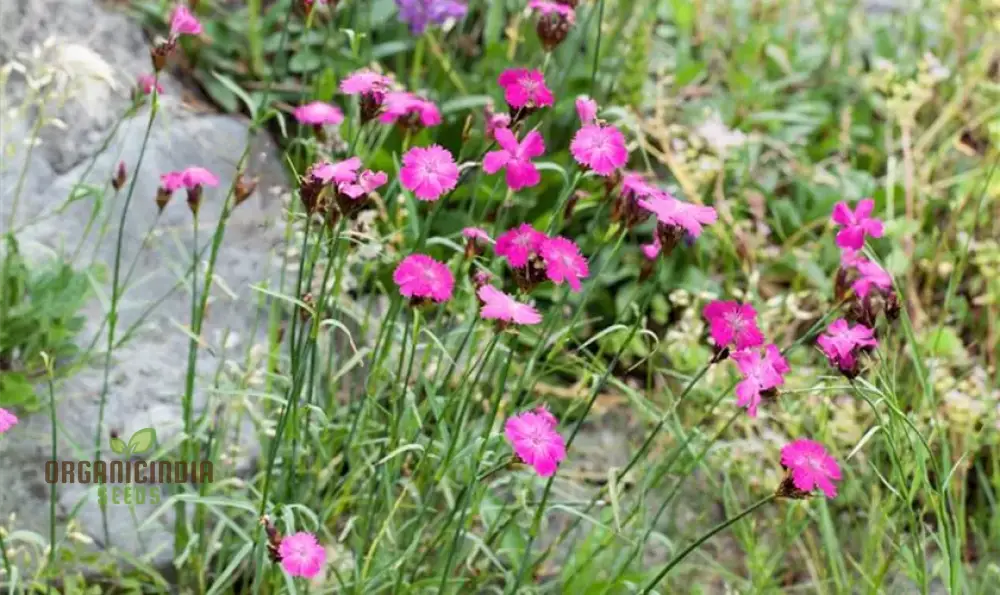 Dianthus Armeria Flower Seeds Brighten Your Garden With Hardy And Colorful Blooms