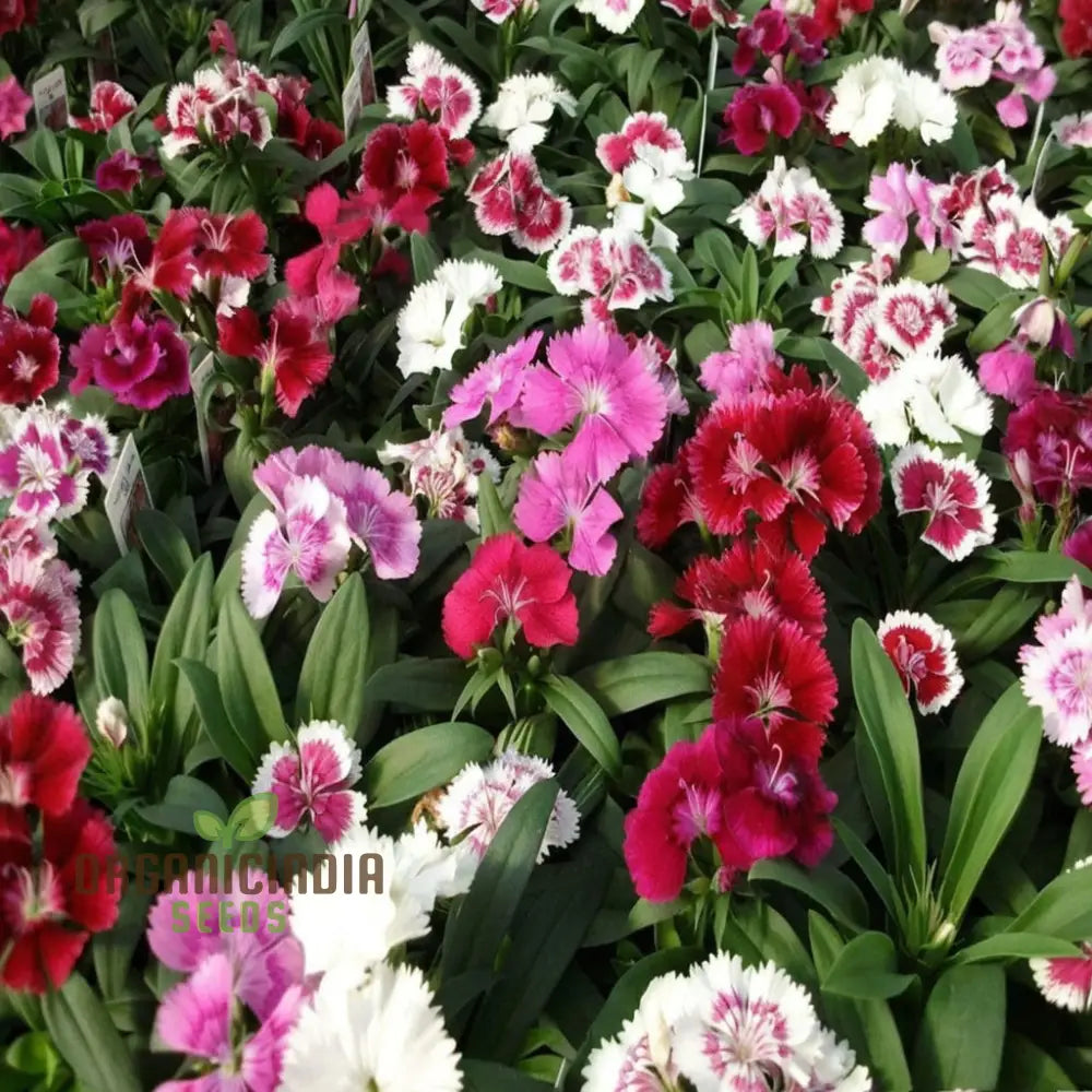 Dianthus Baby Doll Mixed Flower Seeds – Elevate Your Gardening Experience With Delightful