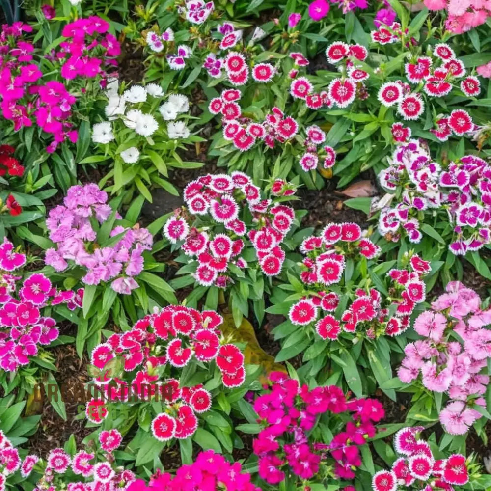 Dianthus Baby Doll Mixed Flower Seeds – Elevate Your Gardening Experience With Delightful