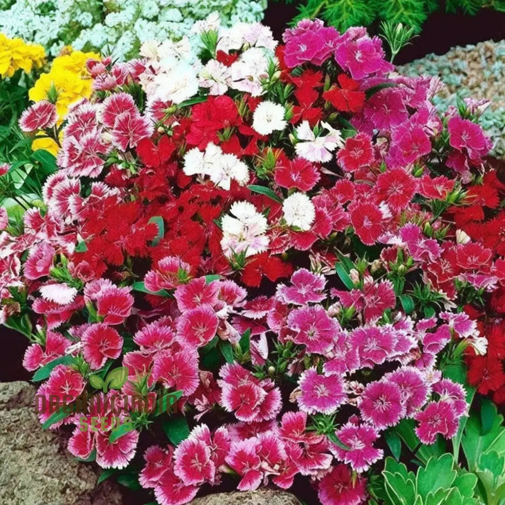 Dianthus Baby Doll Mixed Flower Seeds – Elevate Your Gardening Experience With Delightful