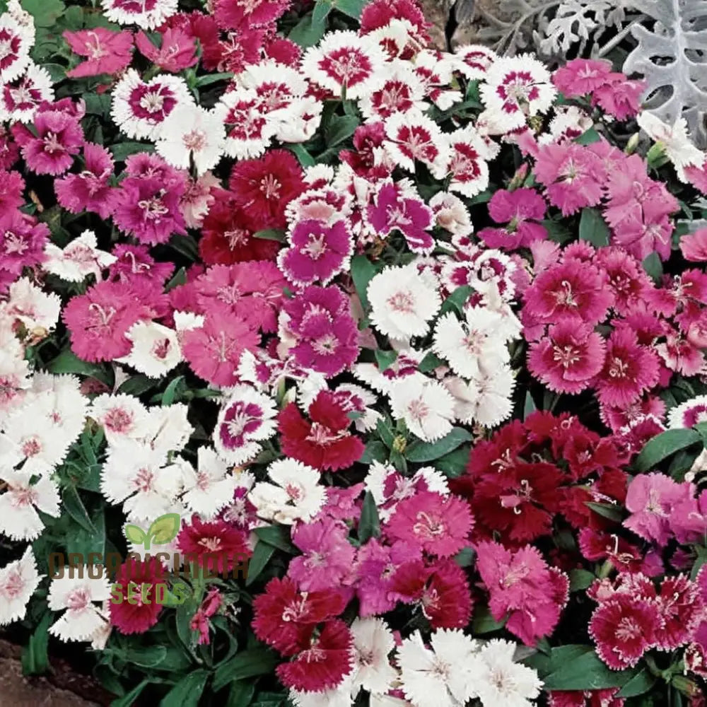 Dianthus Baby Doll Mixed Flower Seeds – Elevate Your Gardening Experience With Delightful