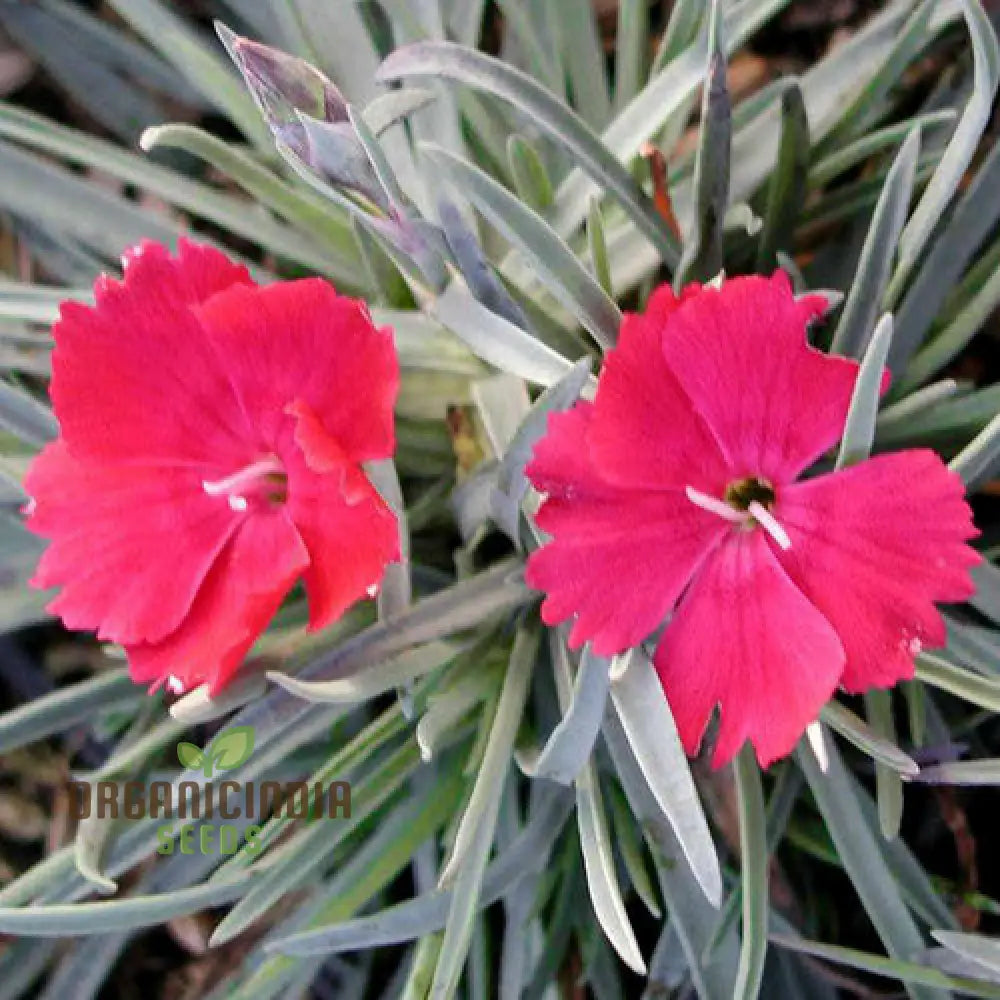 Dianthus Badenia Flower Seeds For Planting Grace Your Garden With Beautiful And Fragrant Blooms’