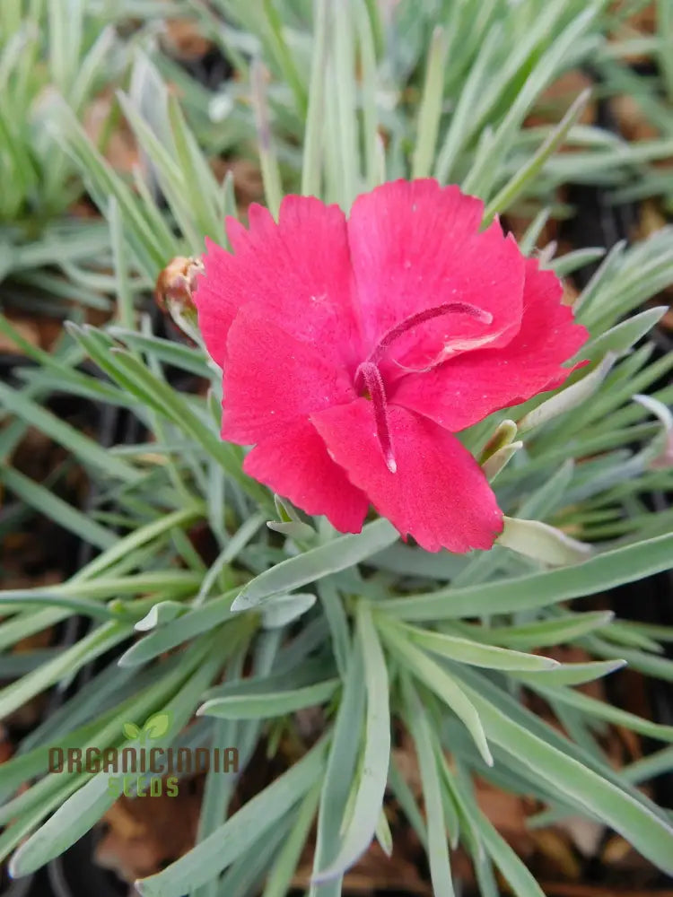 Dianthus Badenia Flower Seeds For Planting Grace Your Garden With Beautiful And Fragrant Blooms’