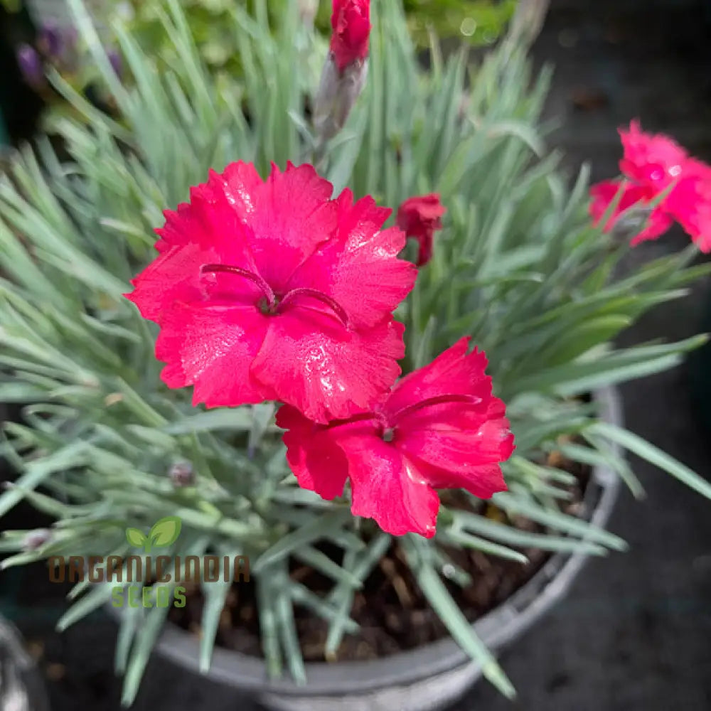 Dianthus Badenia Flower Seeds For Planting Grace Your Garden With Beautiful And Fragrant Blooms’