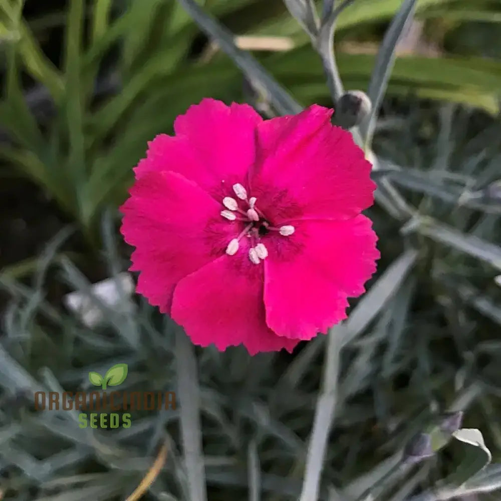 Dianthus Badenia Flower Seeds For Planting Grace Your Garden With Beautiful And Fragrant Blooms’