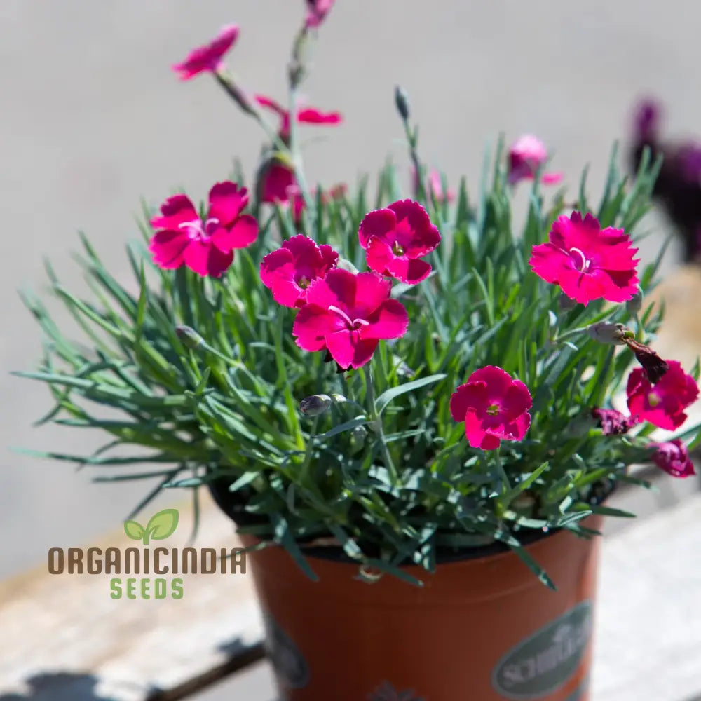 Dianthus Badenia Flower Seeds For Planting Grace Your Garden With Beautiful And Fragrant Blooms’