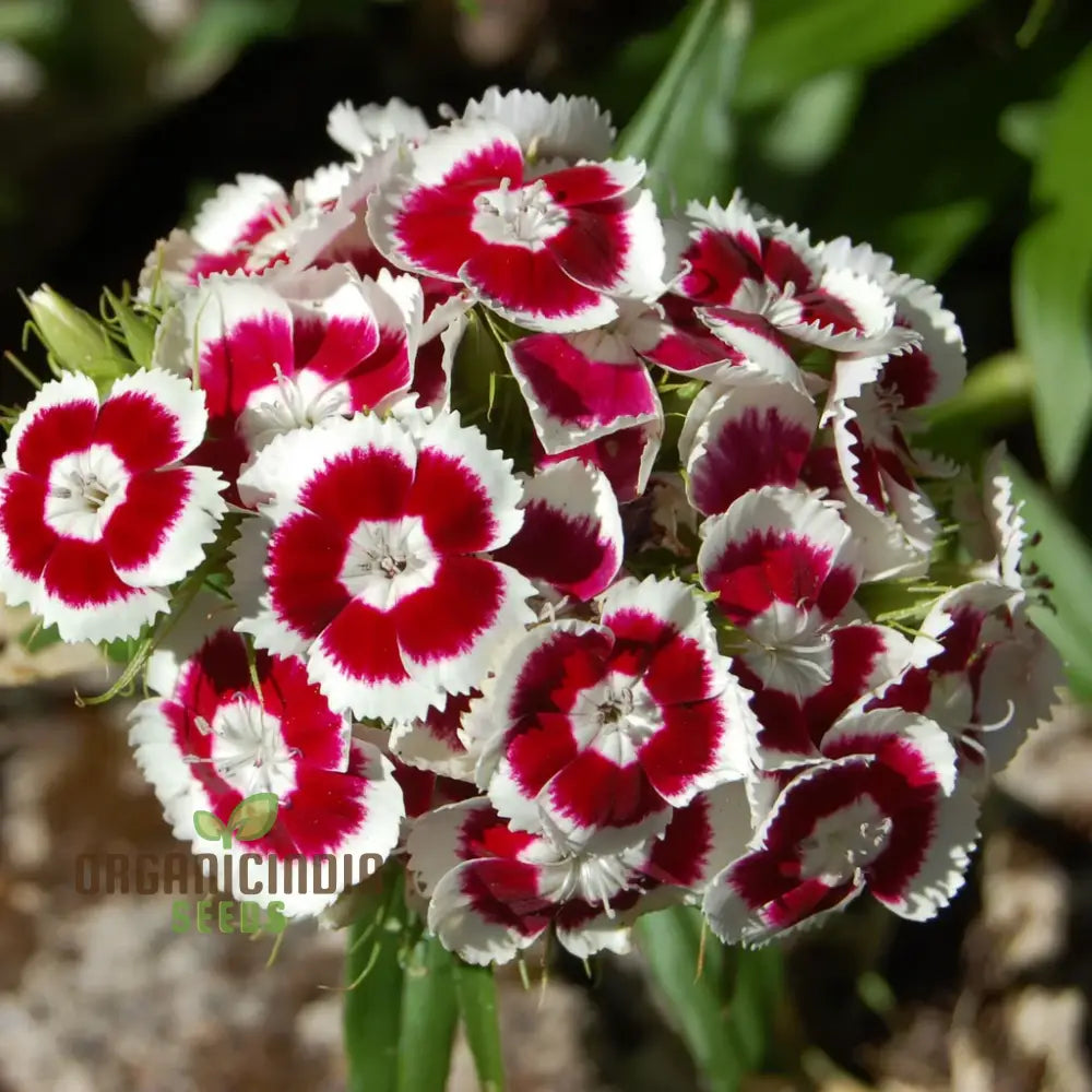 Dianthus Barbatus ’Auricula Eyed Mix’ Flower Seeds For Planting Vibrant Colors For Your Garden