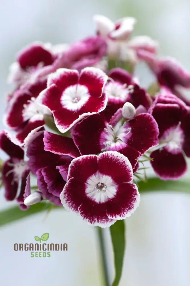 Dianthus Barbatus ’Auricula Eyed Mix’ Flower Seeds For Planting Vibrant Colors For Your Garden