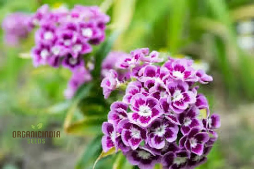 Dianthus Barbatus ’Auricula Eyed Mix’ Flower Seeds For Planting Vibrant Colors For Your Garden