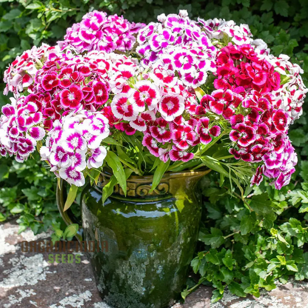 Dianthus Barbatus ’Auricula Eyed Mix’ Flower Seeds For Planting Vibrant Colors For Your Garden