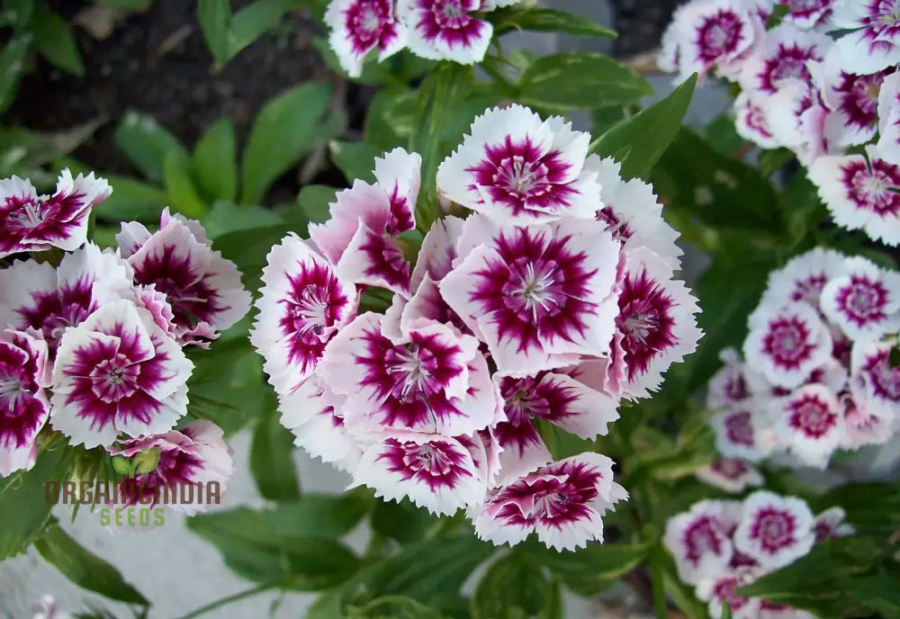 Dianthus Barbatus ’Auricula Eyed Mix’ Flower Seeds For Planting Vibrant Colors For Your Garden