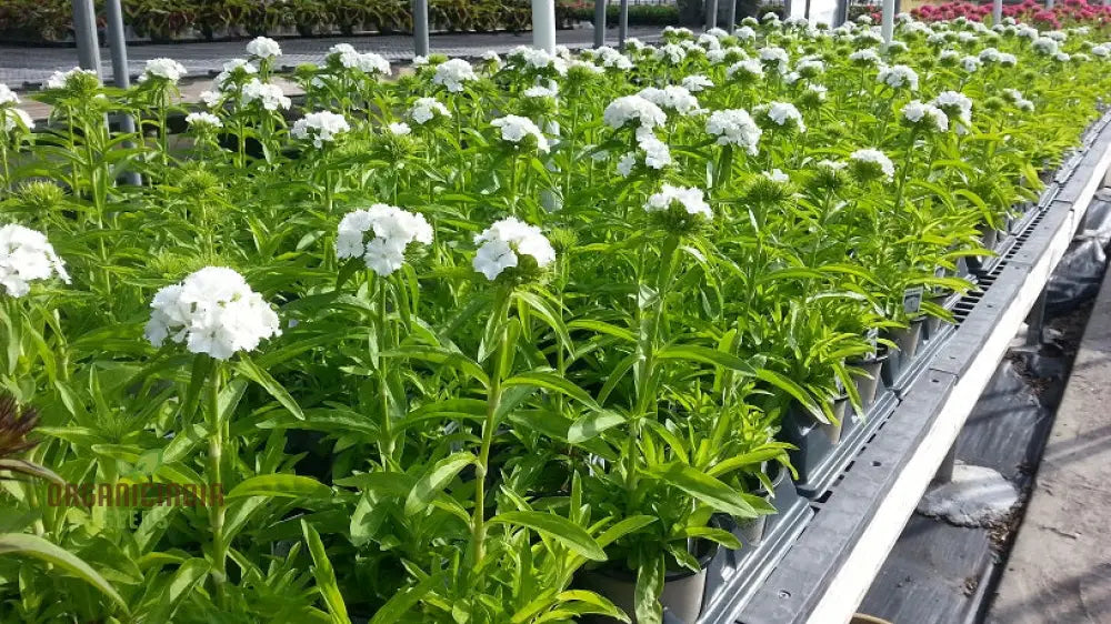 Dianthus Barbatus White Flower Seeds For Planting Elegant Additions To Your Garden