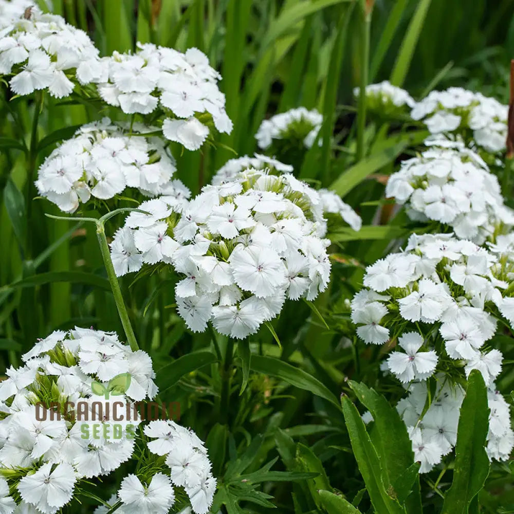 Dianthus Barbatus White Flower Seeds For Planting Elegant Additions To Your Garden