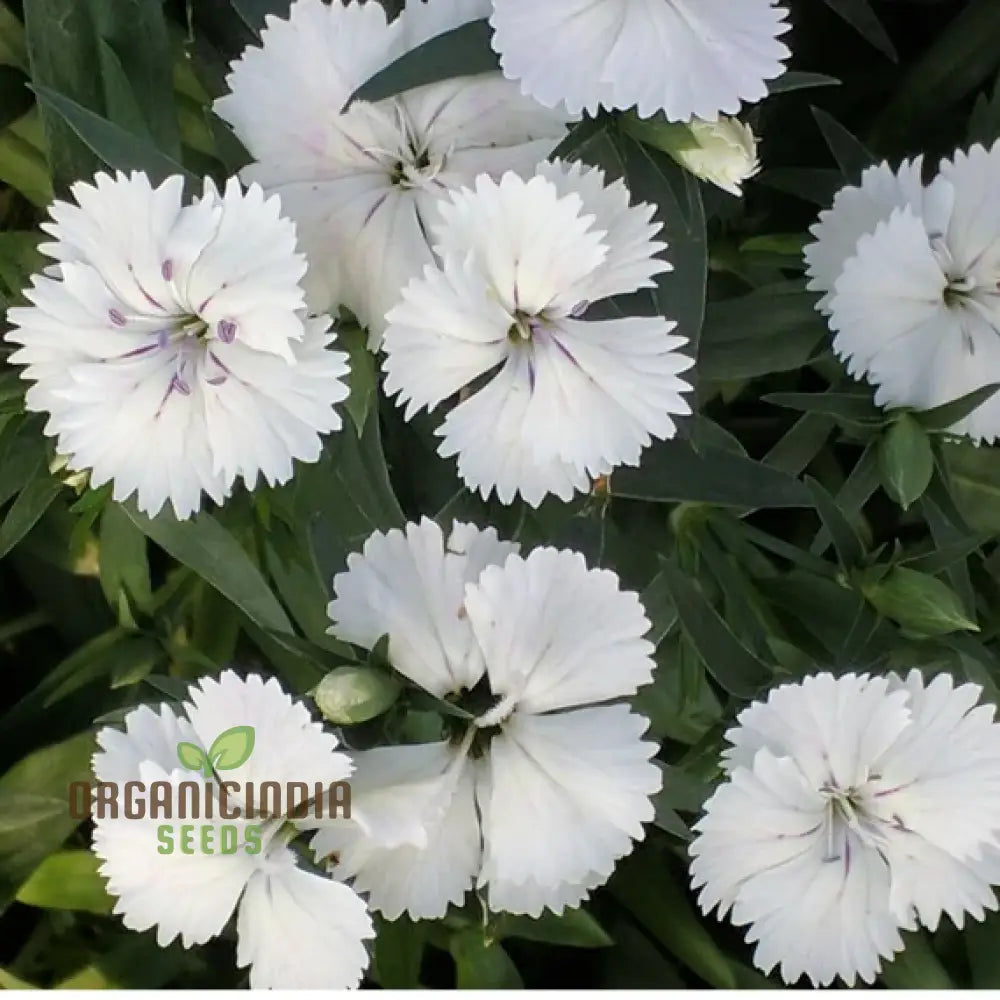 Dianthus Barbatus White Flower Seeds For Planting Elegant Additions To Your Garden