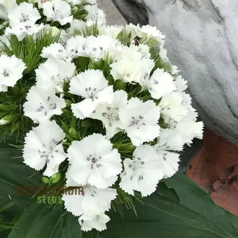 Dianthus Barbatus White Flower Seeds For Planting Elegant Additions To Your Garden