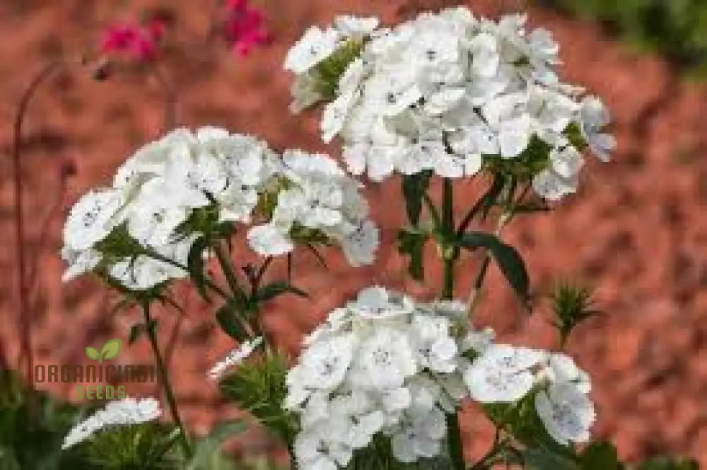 Dianthus Barbatus White Flower Seeds For Planting Elegant Additions To Your Garden