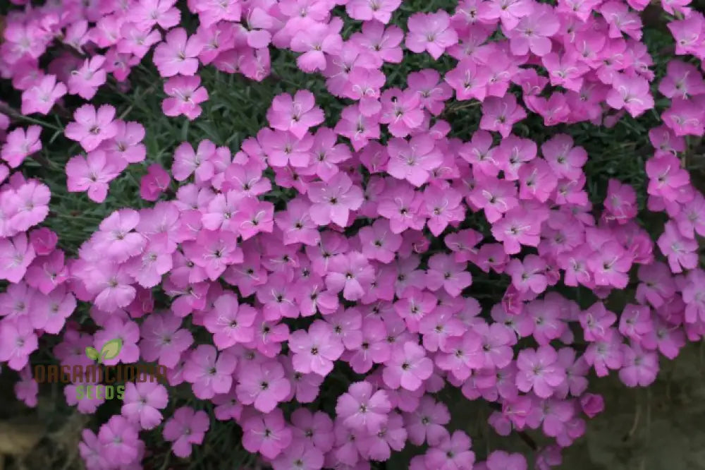 Dianthus Caesius Flower Seeds For Planting Perfect For Adding Unique Beauty To Your Garden