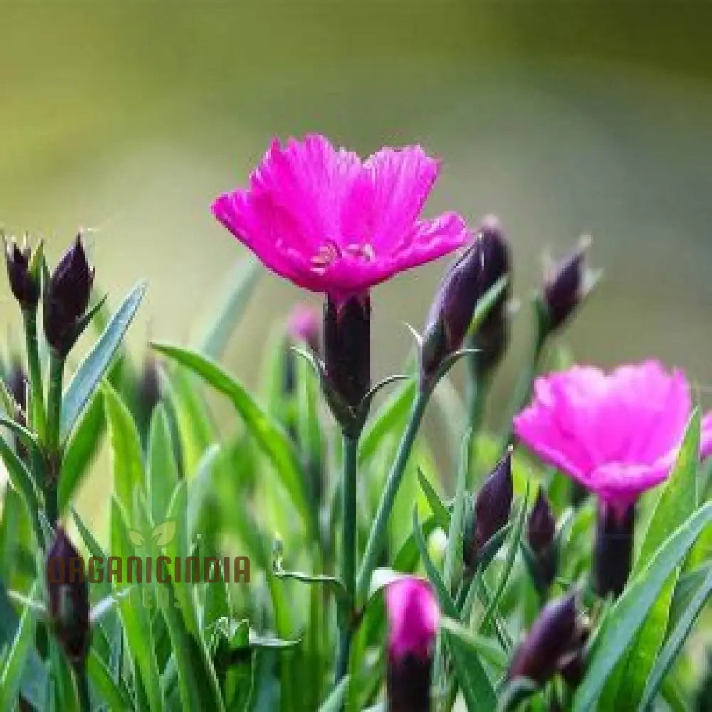 Dianthus Caesius Flower Seeds For Planting Perfect For Adding Unique Beauty To Your Garden