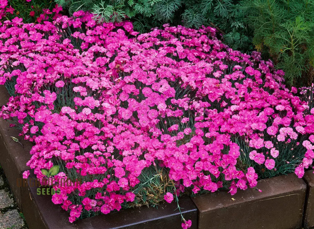 Dianthus Caesius Flower Seeds For Planting Perfect For Adding Unique Beauty To Your Garden