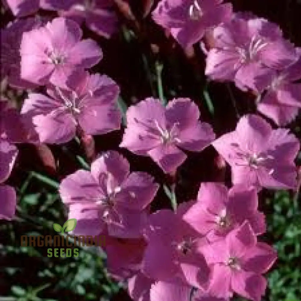 Dianthus Caesius Flower Seeds For Planting Perfect For Adding Unique Beauty To Your Garden