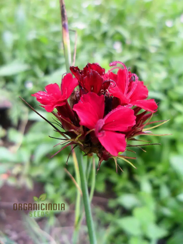 Dianthus Cruentus Flower Seeds For Planting Bold And Beautiful Blooms For Your Garden