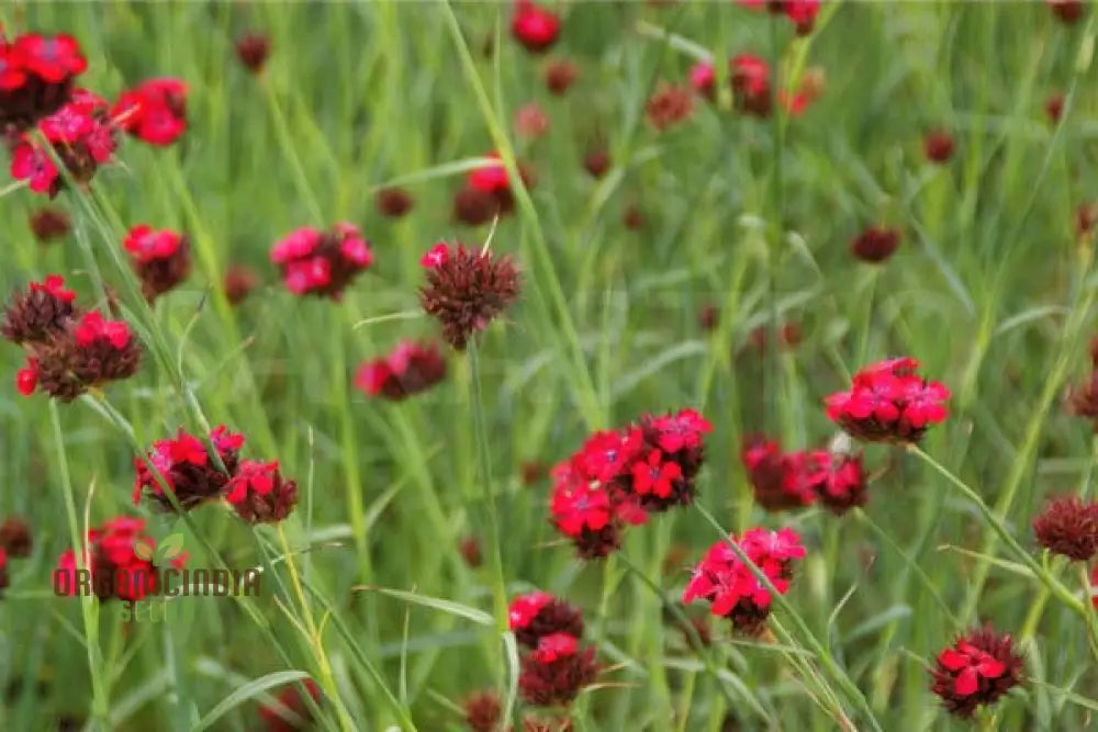 Dianthus Cruentus Flower Seeds For Planting Bold And Beautiful Blooms For Your Garden